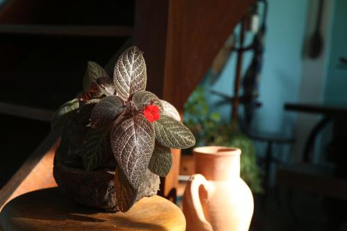 a small plant in a pot sitting next to a vase at Sítio Pássaro Ímpar - Para pousar e repousar in Curuçá