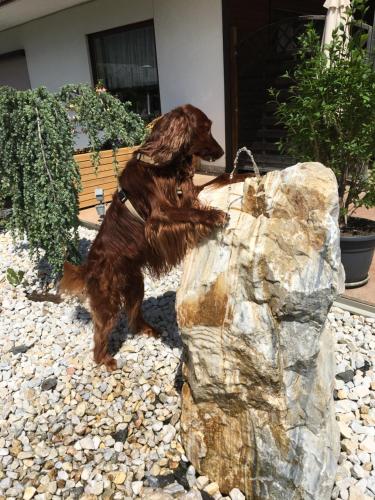 a brown dog standing next to a rock at Gästehaus Nassfeld in Tröpolach