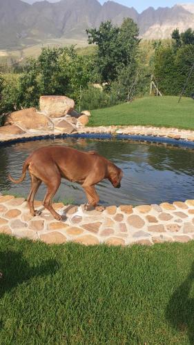 a dog walking in front of a pool of water at Mont Rouge Cottage in Tulbagh