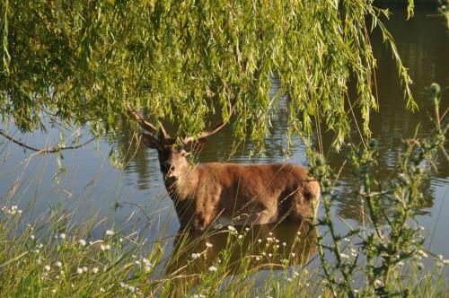 a deer standing in the water under a tree at Kera Hotel in Nesterenki