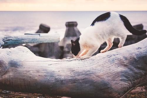 a black and white cat standing on a log at Bridge12th B&B in Yanliau