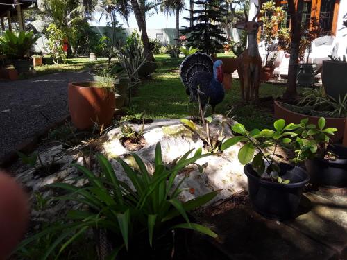a turkey standing in a yard with plants at Karl Holiday Bungalow in Kalutara