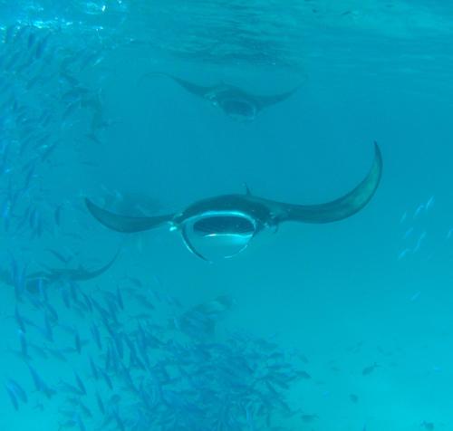 a person with a pair of glasses in the water at Shifa Lodge Maldives in Feridhoo
