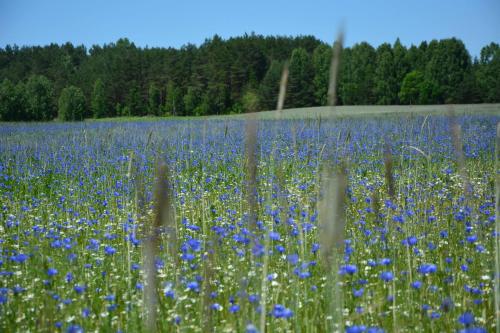 a field full of bluebonnets and flowers at Glamping Drzwi Do Lasu in Supraśl