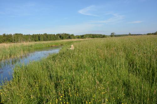 a dog is sitting in the grass next to a river at Glamping Drzwi Do Lasu in Supraśl