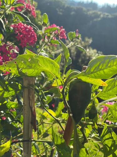 Un jardín fuera de La Cabaña Poas