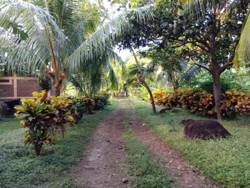 a dirt road in a field with palm trees at Finca Montania Sagrada in Mérida