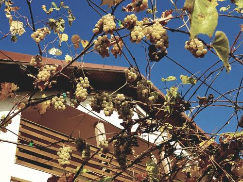 a bunch of grapes in a tree in front of a building at Casa Smeilor Horezu in Horezu