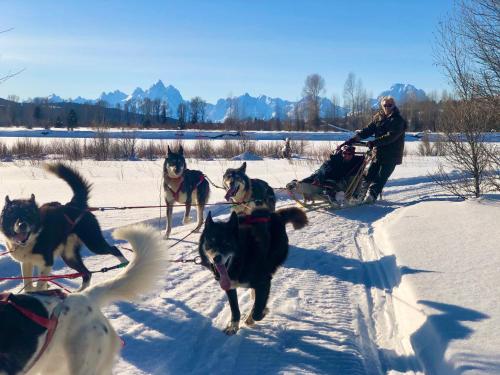 a group of dogs pulling a man in a sled at Heart Six Ranch in Moran