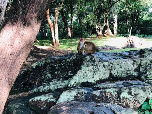 Gallery image of Kumari Guest House in Polonnaruwa
