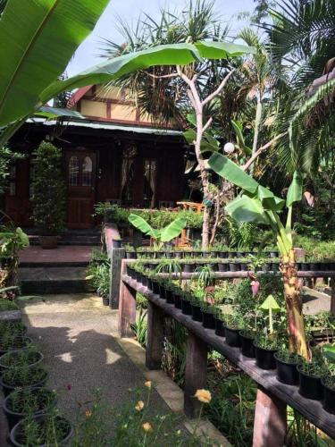 a garden with plants in front of a building at P P Garden Home Bungalow in Phi Phi Don