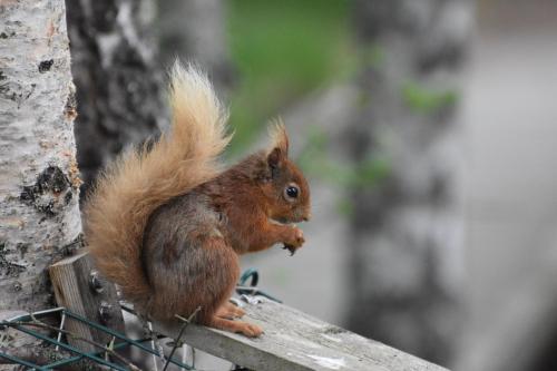 a red squirrel sitting on top of a fence at Bynack Lodge in Boat of Garten