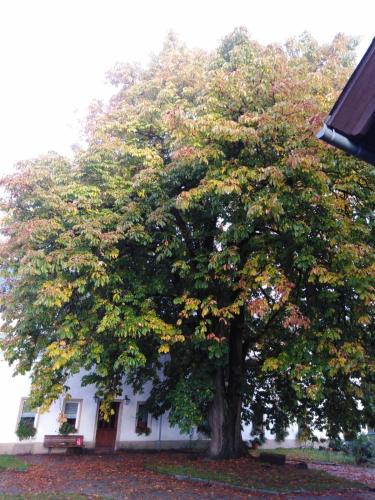 a large tree in front of a white house at Landpension Haupt in Sebnitz