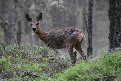 a baby deer standing in the woods at Bynack Lodge in Boat of Garten