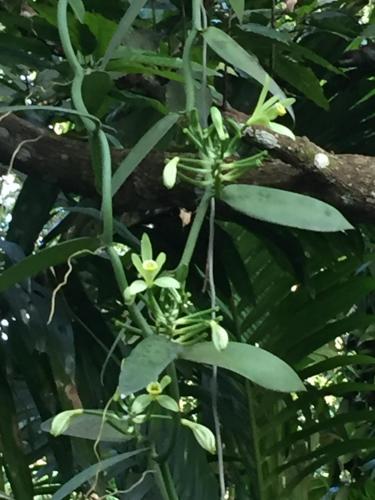 a plant with green leaves and flowers on a tree at Villa Ma'Rasai in Ternate