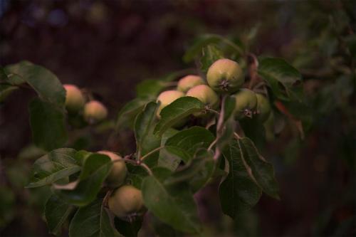 a bunch of apples growing on a tree at Three Pheasants Boutique Bed and Breakfast in Ekeby
