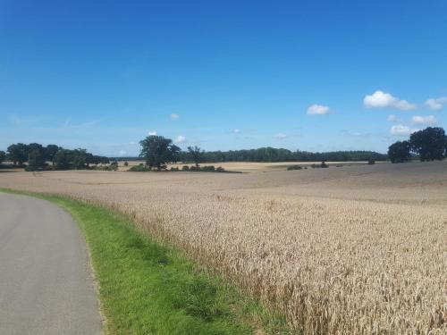 a field of wheat next to a road at Ferienwohnung Fargau in Schlesen