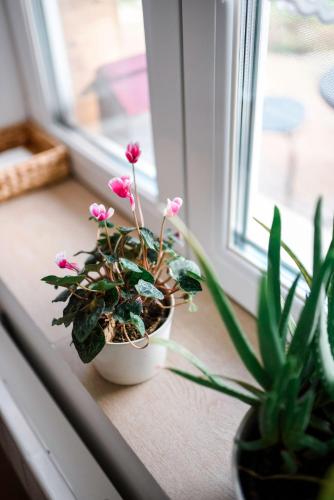 a couple of plants sitting on a window sill at House of the Golden Horse in Hosszúréti Lovas Major in Törökbálint