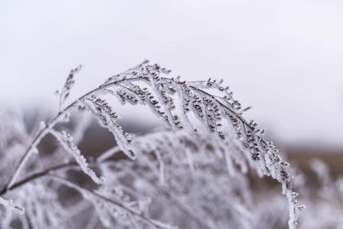 a plant with water droplets on the top of it at House of the Golden Horse in Hosszúréti Lovas Major in Törökbálint
