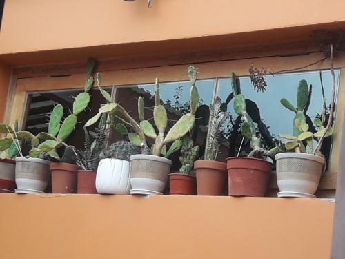 a bunch of potted plants sitting on a window sill at La biblioteca in Olavarría