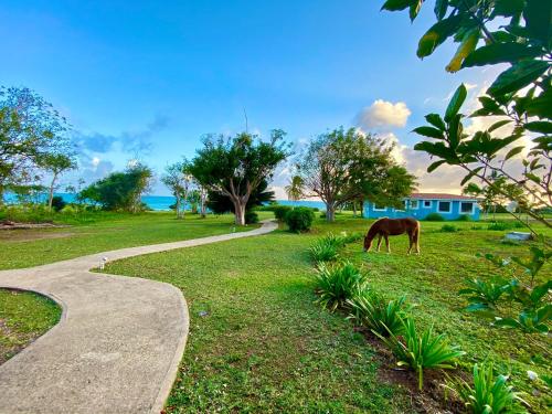a horse grazing in a field next to a road at Blue Horizon Boutique Resort in Vieques