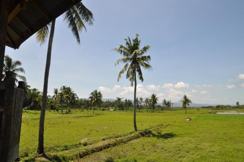 two palm trees in a field of grass with a house at Sunset Homestay by Harry & Mimin in Telaga