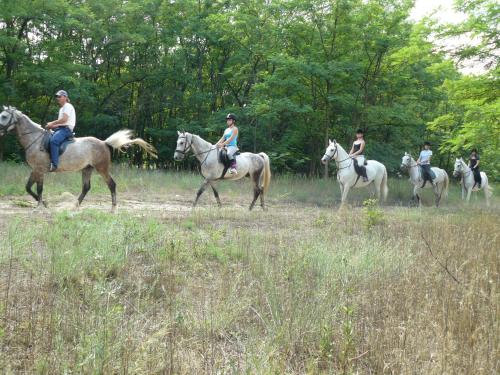 a group of people riding horses in a field at Geréby Kúria Hotel és Lovasudvar in Lajosmizse