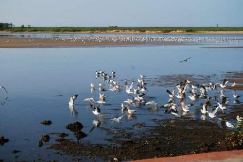 a flock of birds standing in the water at Turtle Beach House in Vengurla