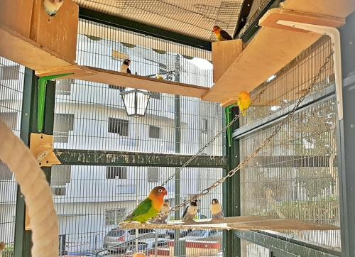 a group of birds in cages in a building at CARO Boutique Guest House in San Ġwann