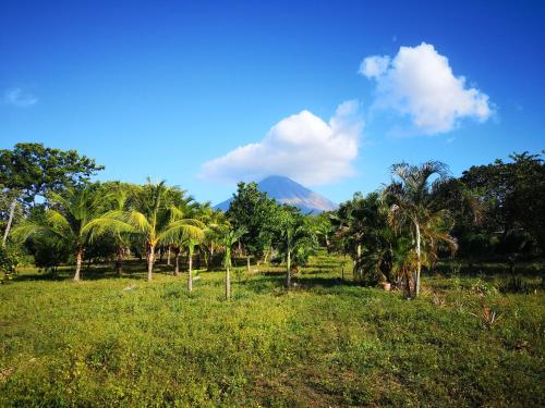 a field with palm trees and a mountain in the background at El Peregrino in Moyogalpa