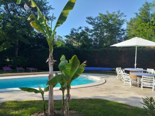 a palm tree next to a pool with a table and an umbrella at Chez Celine et Philippe chambre Marie dans propriété de charme avec piscine in Le Fossat