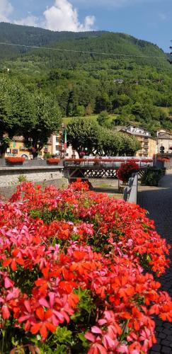 a pile of red and orange flowers on a street at appartamenti vacanza El Remanso in Edolo