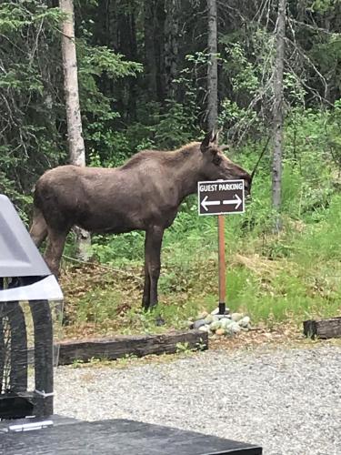 Talkeetna Lakeside Cabins – Photos 2
