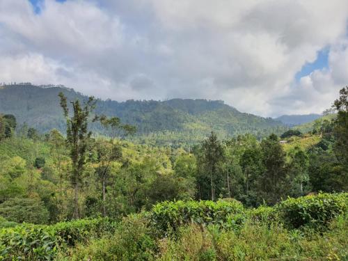 a view of a forest with mountains in the background at Ella Secret Paradise in Ella