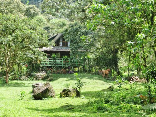 a cow standing in front of a house at Mindo Eco Chalet con Rio y Cascada in Mindo