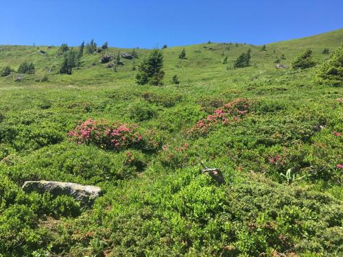 a grassy hill with pink flowers on it at Jagdhütte in Lachtal