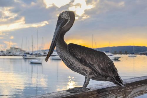 a pelican sitting on a rail near the water at Compact Haven with Private Entrance and FREE Parking and Laundry in Ponce