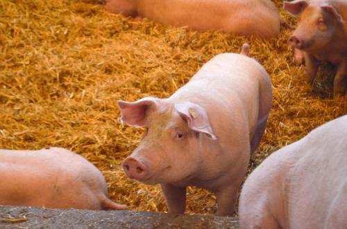 a group of pigs in a field of hay at Ferienwohnungen Behamhof in Neukirchen am Großvenediger