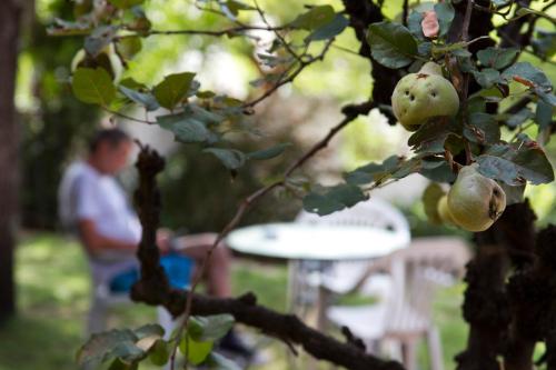 un hombre sentado en una mesa detrás de un árbol con manzanas en El Valle Hostería, en Mina Clavero