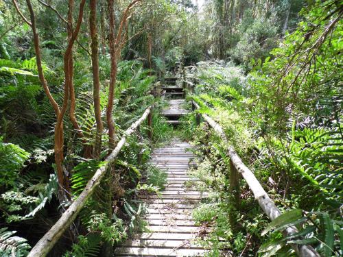 a wooden path in the middle of a forest at Turismo del Bosque in Castro
