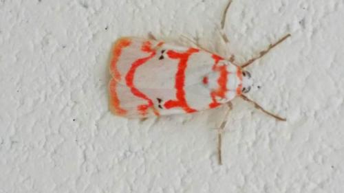a red and white moth on a white wall at Taitung Sansiantai B&B in Chenggong