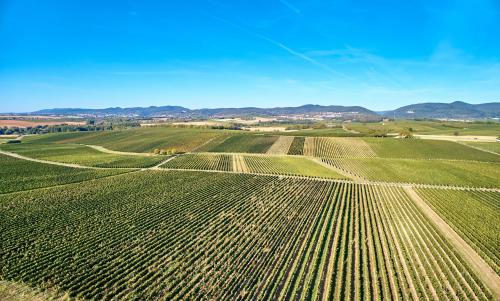 an aerial view of a field of green crops at Weingasthaus Wisser in Billigheim-Ingenheim