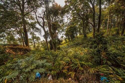 a forest filled with lots of plants and trees at Windermere Estate in Munnar