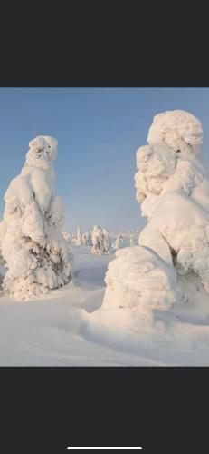 a group of snow covered trees in the snow at Villa Karhuntähti in Luosto