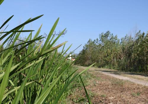a field of tall grass next to a dirt road at Greenside of Sea in Corujeira