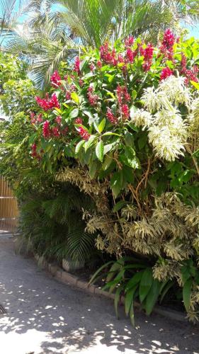 a bush with red flowers and green plants at POUSADA LOS AMIGOS CAMPECHE in Florianópolis