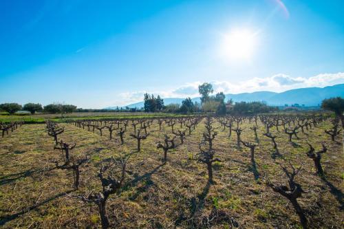 a field of vines with the sun in the background at Loukas Farm House in Ayios Kirikos