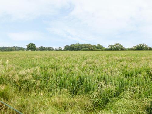 a field of tall grass with trees in the background at Tawny Owl Barn in Shipdham