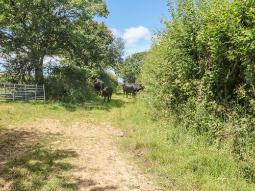 a group of cows walking down a dirt road at Lower West Curry Farmhouse in Launceston