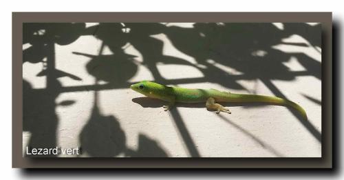 a lizard sitting on top of a wall at Le Gecko Vert in Manapany-les Bains